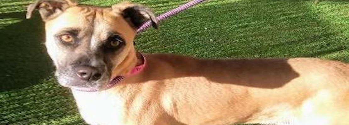 These El Paso-based dogs are up for adoption and in need of a good home