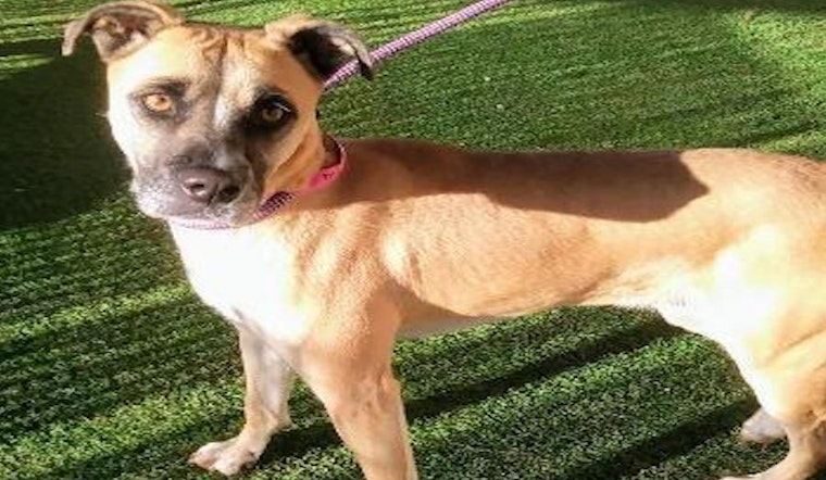 These El Paso-based dogs are up for adoption and in need of a good home