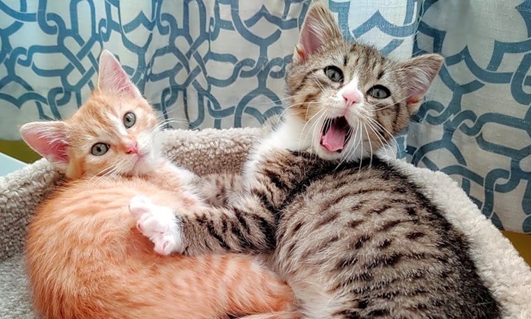 5 cute-as-can-be kittens to adopt now in Long Beach