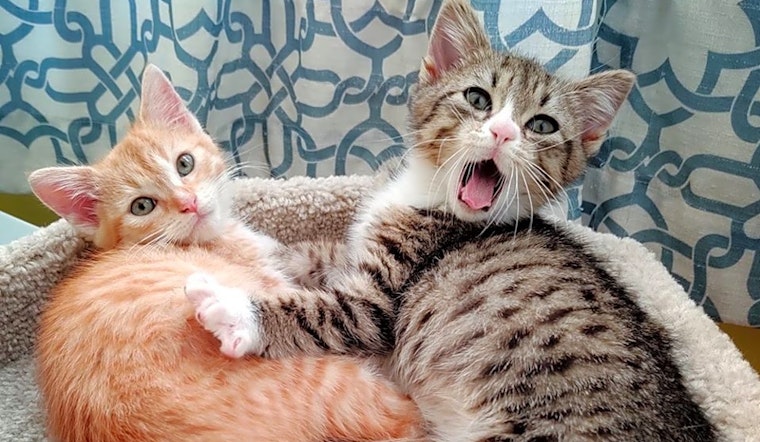 5 cute-as-can-be kittens to adopt now in Long Beach