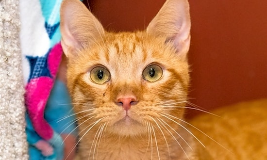 San Diego-based cats ready for adoption