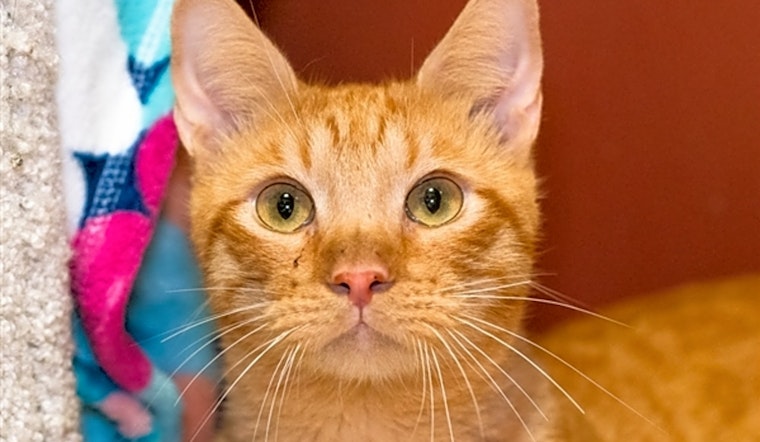 San Diego-based cats ready for adoption