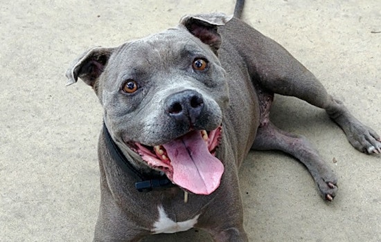 4 doggies to adopt in Chula Vista