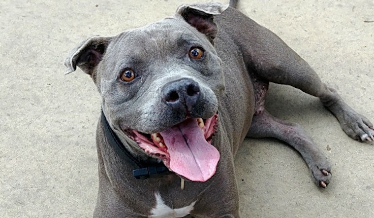 4 doggies to adopt in Chula Vista
