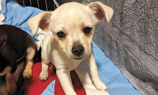7 cuddly canines to adopt now in Oakland