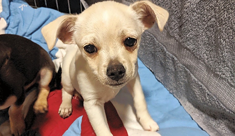 7 cuddly canines to adopt now in Oakland