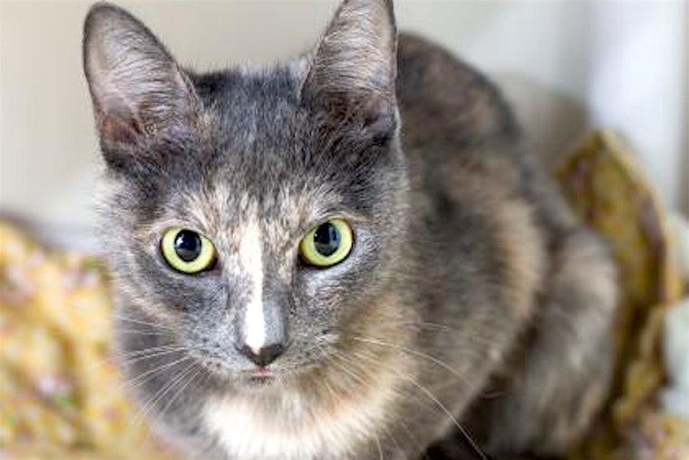 5 cute kitties to adopt now in Sacramento