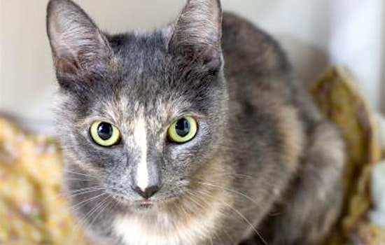 5 cute kitties to adopt now in Sacramento