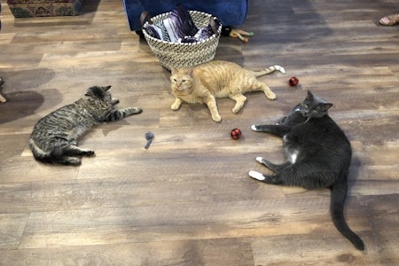 New pet adoption spot El Jefe Cat Lounge now open in Hedrick Acres
