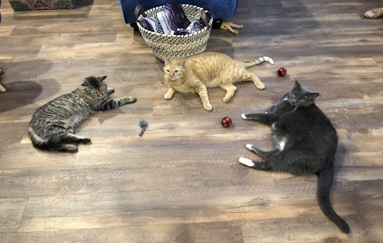 New pet adoption spot El Jefe Cat Lounge now open in Hedrick Acres