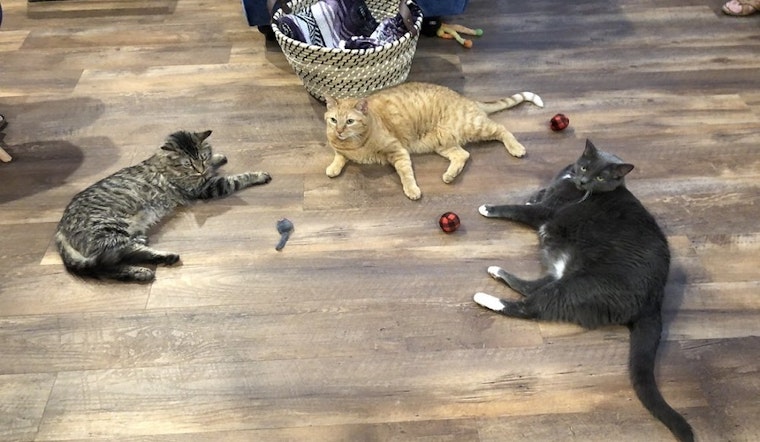 New pet adoption spot El Jefe Cat Lounge now open in Hedrick Acres