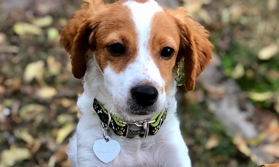 5 precious puppies to adopt now in Austin