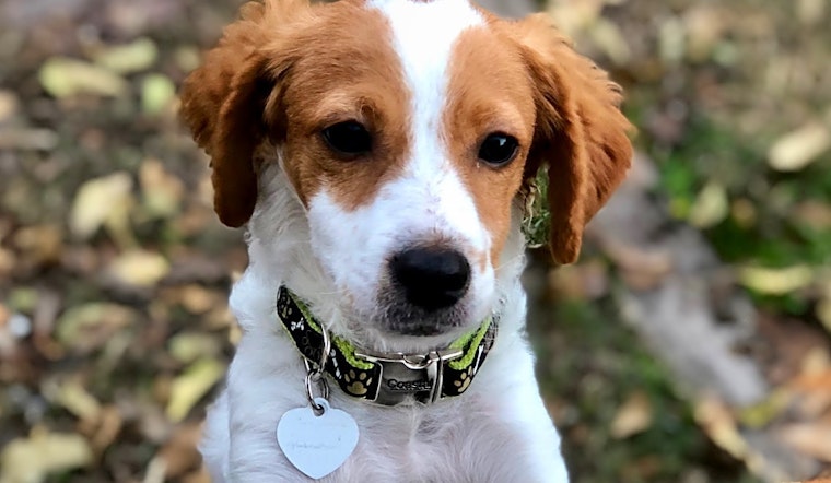 5 precious puppies to adopt now in Austin