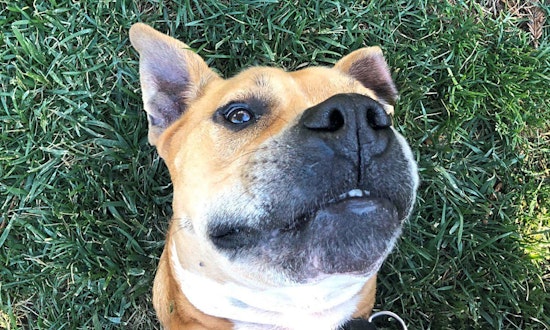 These San Jose-based dogs are up for adoption and in need of a good home