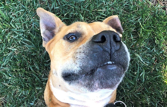 These San Jose-based dogs are up for adoption and in need of a good home