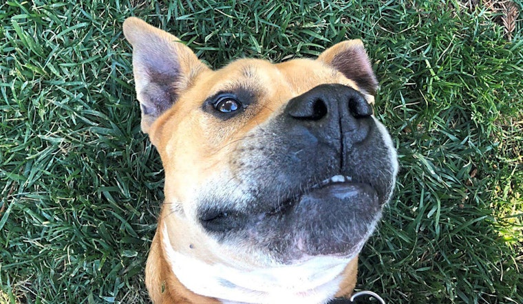 These San Jose-based dogs are up for adoption and in need of a good home