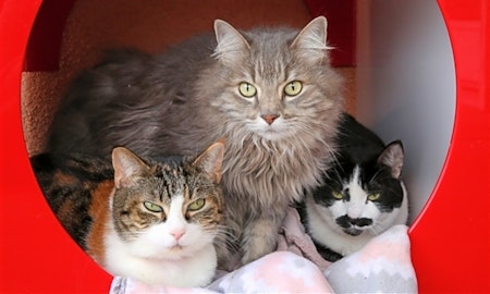 6 furry felines to adopt now in Albuquerque