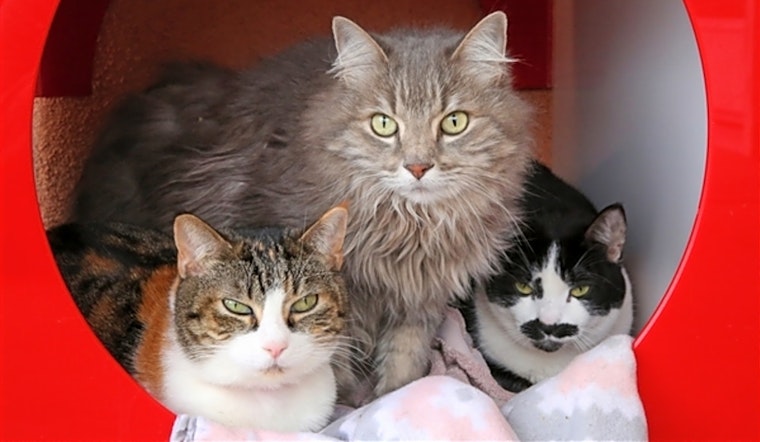 6 furry felines to adopt now in Albuquerque