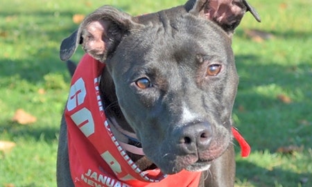 Looking to adopt a pet? Here are 7 delightful doggies to adopt now in Columbus