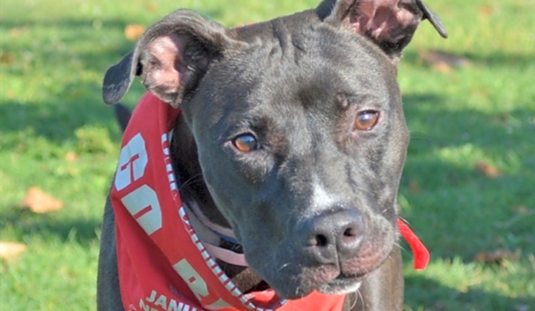 Looking to adopt a pet? Here are 7 delightful doggies to adopt now in Columbus