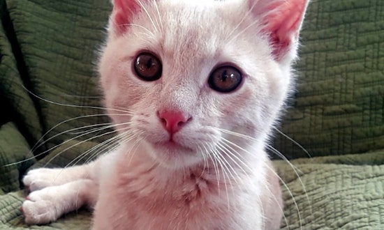 Want to adopt a pet? Here are 6 cuddly kittens to adopt now in Nashville