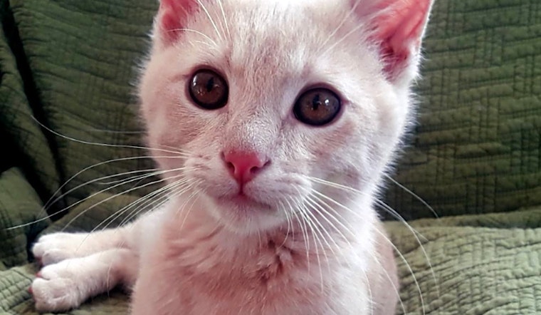 Want to adopt a pet? Here are 6 cuddly kittens to adopt now in Nashville