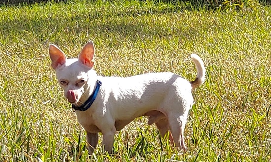 Looking to adopt a pet? Here are 4 lovable pups to adopt now in New Orleans
