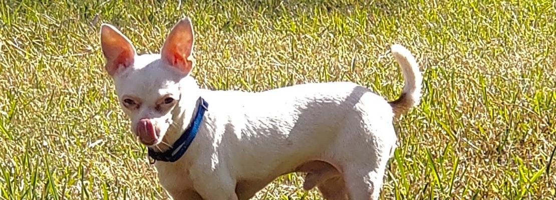 Looking to adopt a pet? Here are 4 lovable pups to adopt now in New Orleans