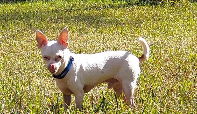 Looking to adopt a pet? Here are 4 lovable pups to adopt now in New Orleans