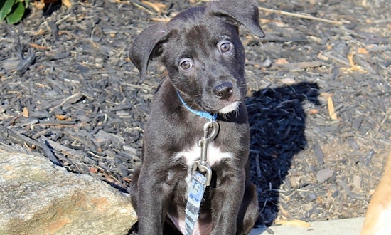 These Atlanta-based puppies are up for adoption and in need of a good home
