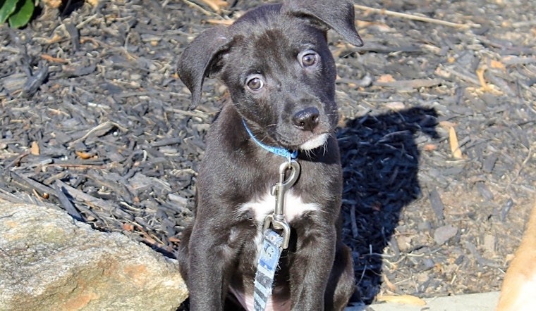 These Atlanta-based puppies are up for adoption and in need of a good home
