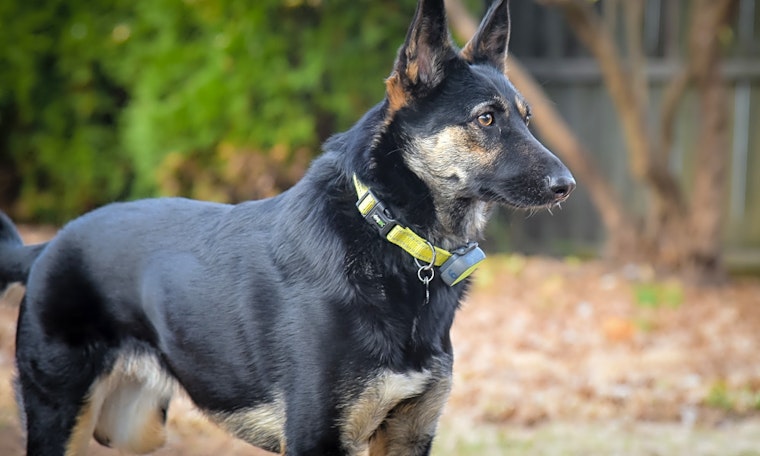 Want to adopt a pet? Here are 3 cuddly canines to adopt now in Philadelphia