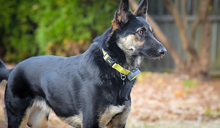 Want to adopt a pet? Here are 3 cuddly canines to adopt now in Philadelphia