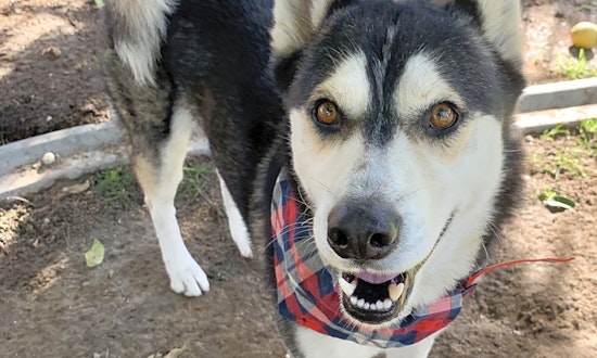 5 delightful dogs up for adoption in Santa Ana