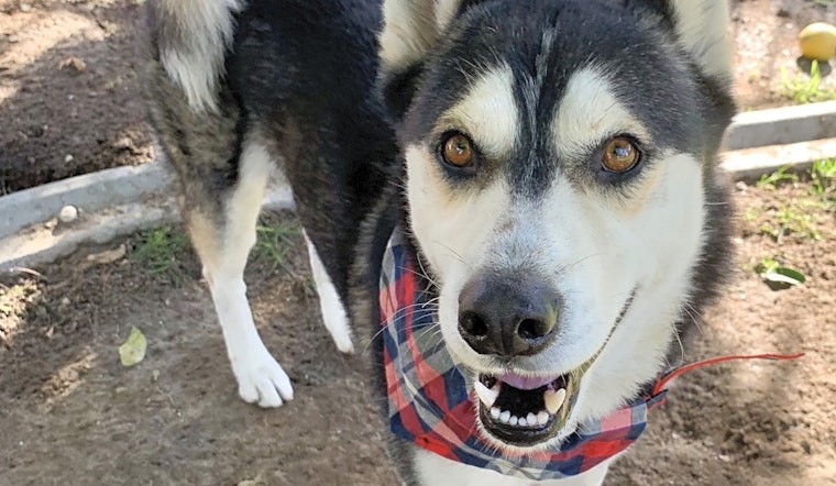 5 delightful dogs up for adoption in Santa Ana