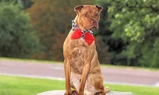 6 cuddly canines to adopt now in Boston