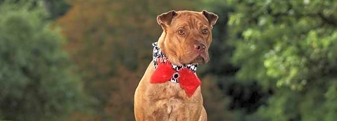6 cuddly canines to adopt now in Boston