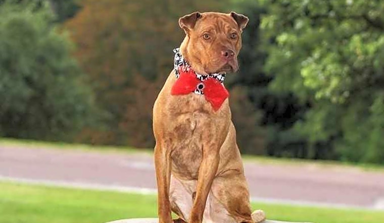 6 cuddly canines to adopt now in Boston