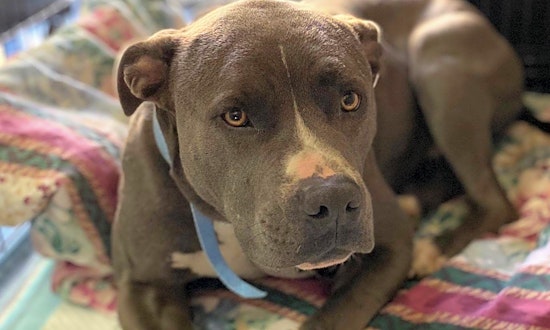 5 delightful doggies to adopt now in Stockton