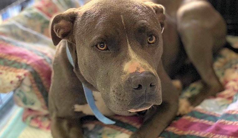 5 delightful doggies to adopt now in Stockton