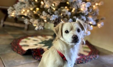 Looking to adopt a pet? Here are 6 lovable pups to adopt now in Tucson