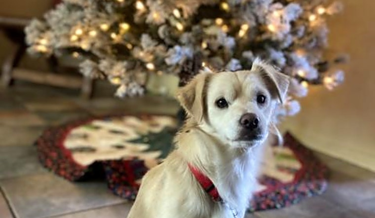 Looking to adopt a pet? Here are 6 lovable pups to adopt now in Tucson