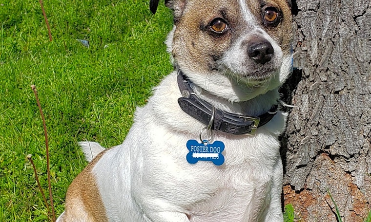 Looking to adopt a pet? Here are 6 delightful doggies to adopt now in San Francisco