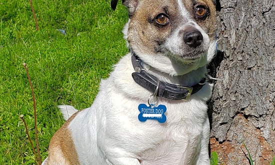 Looking to adopt a pet? Here are 6 delightful doggies to adopt now in San Francisco