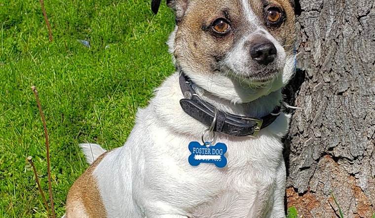 Looking to adopt a pet? Here are 6 delightful doggies to adopt now in San Francisco
