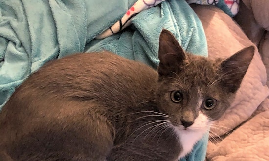 Want to adopt a pet? Here are 7 cute-as-can-be kittens to adopt now in Colorado Springs
