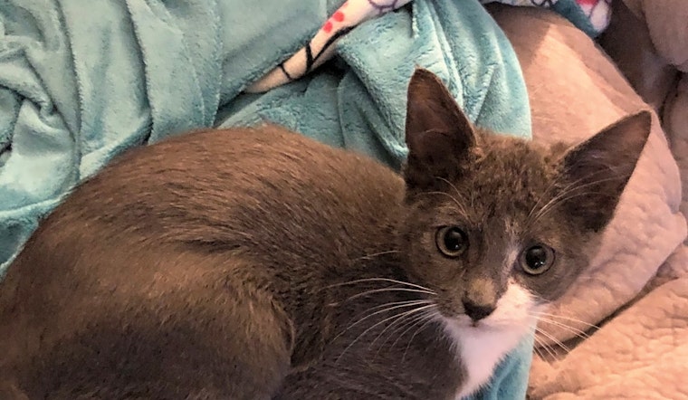 Want to adopt a pet? Here are 7 cute-as-can-be kittens to adopt now in Colorado Springs