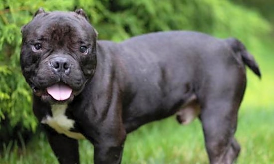 These Louisville-based canines are up for adoption and in need of a good home