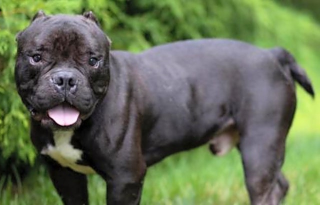 These Louisville-based canines are up for adoption and in need of a good home