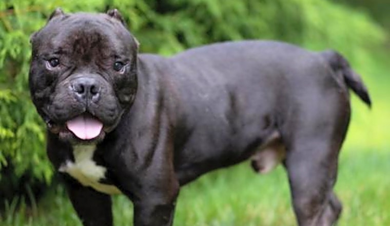 These Louisville-based canines are up for adoption and in need of a good home